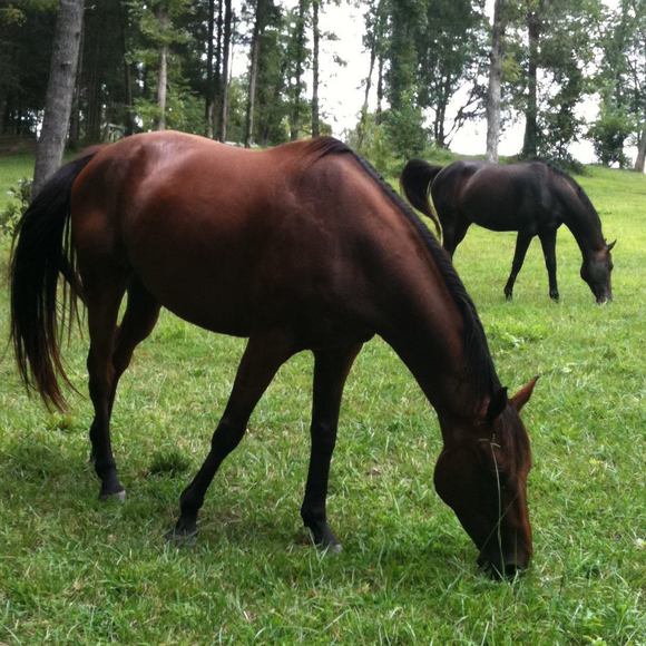 Meet your Posher, Lisa - Picture 1 of 1